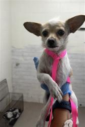 Shelter Stray Female Dog last seen RANCHO AVE, 333 Chandler Pl, San Bernardino, CA 92408, USA