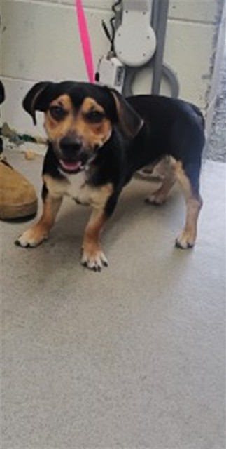 Shelter Stray Male Dog last seen TARGET PARKING LOT, 333 Chandler Pl, San Bernardino, CA 92408, USA