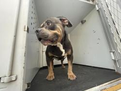 Shelter Stray Male Dog last seen Near BLOCK N ORANGE ST, RIVERSIDE, CA, 6851 Van Buren Boulevard, Jurupa Valley, CA 92509, USA