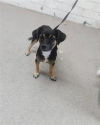 Shelter Stray Male Dog last seen TARGET PARKING LOT, 333 Chandler Pl, San Bernardino, CA 92408, USA