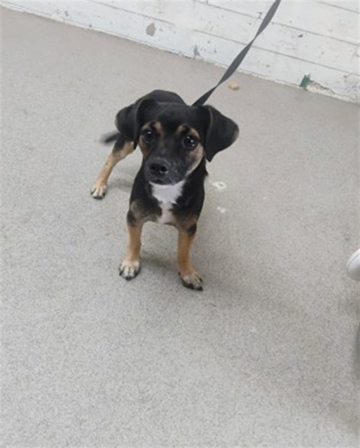 Shelter Stray Male Dog last seen TARGET PARKING LOT, 333 Chandler Pl, San Bernardino, CA 92408, USA