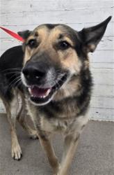 Shelter Stray Male Dog last seen Near BLOCK W. CITRUS, 333 Chandler Pl, San Bernardino, CA 92408, USA