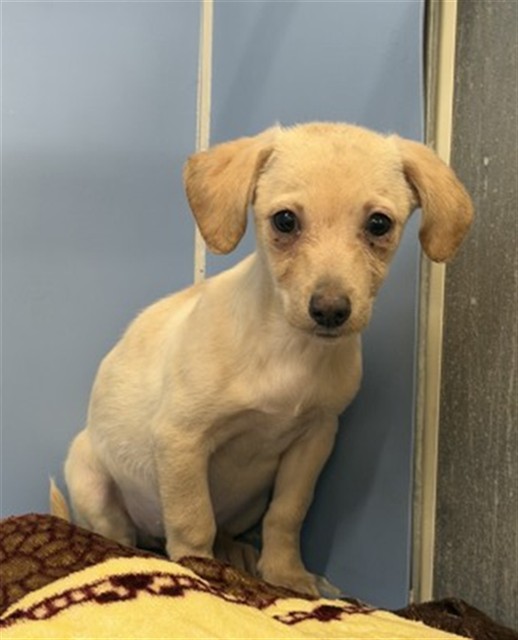 Shelter Stray Female Dog last seen 2ND, 333 Chandler Pl, San Bernardino, CA 92408, USA