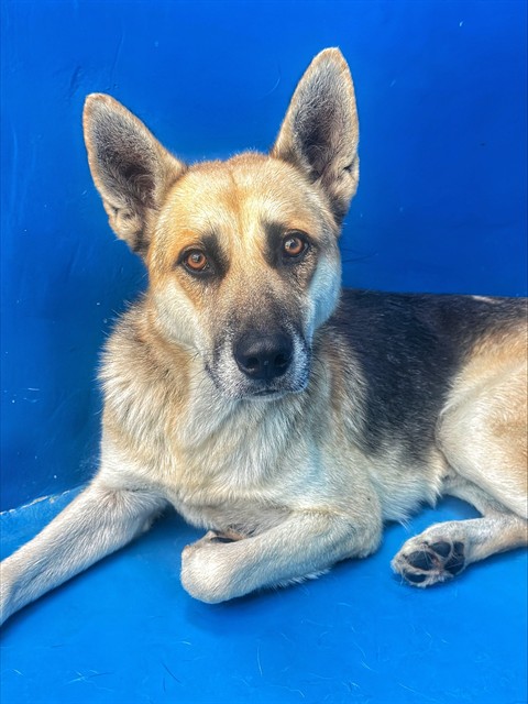 Shelter Stray Male Dog last seen Near BLK VALENTINE ST, BAKERSFIELD CA, 201 S Mt Vernon Ave, Bakersfield, CA 93307, USA