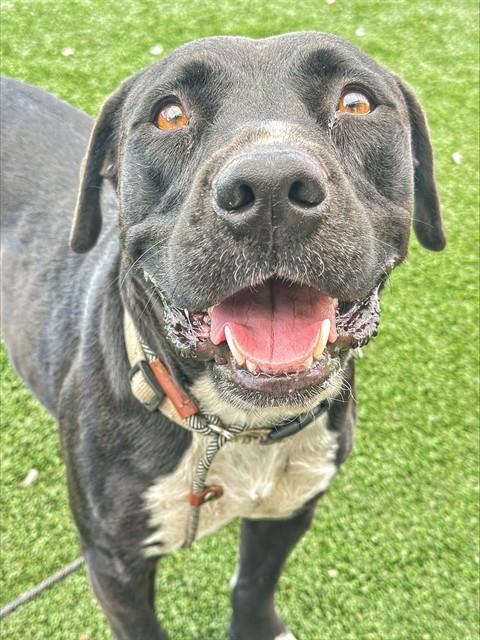 Shelter Stray Male Dog last seen Near BLK TRUXTUN AVE, BAKERSFIELD, CA, 201 S Mt Vernon Ave, Bakersfield, CA 93307, USA