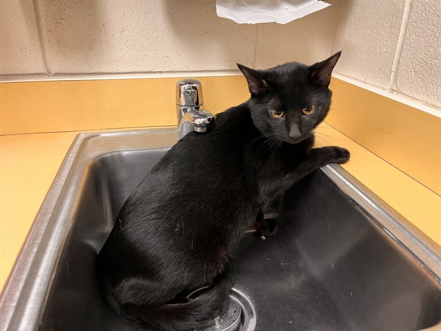 Shelter Stray Male Cat last seen Near BLOCK MARION DR, COLORADO SPRINGS CO 80909, 610 Abbot Ln, Colorado Springs, CO 80905, USA