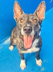 Shelter Stray Male Dog last seen MT VERNON AVE, BAKERSFIELD CA, 201 S Mt Vernon Ave, Bakersfield, CA 93307, USA
