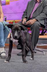 Shelter Stray Female Dog last seen REAM WAY BAKERSFIELD, 201 S Mt Vernon Ave, Bakersfield, CA 93307, USA