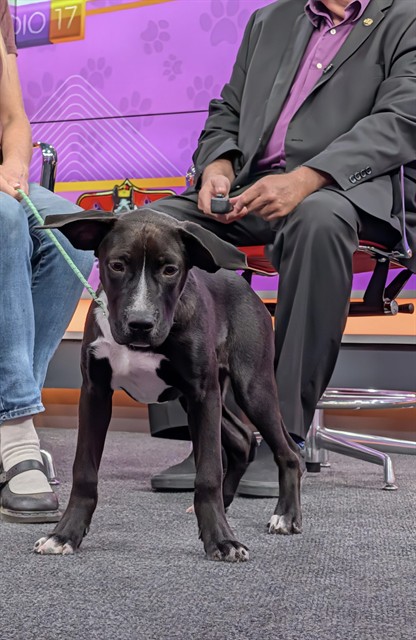 Shelter Stray Female Dog last seen REAM WAY BAKERSFIELD, 201 S Mt Vernon Ave, Bakersfield, CA 93307, USA