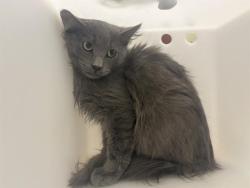Shelter Stray Unknown Cat last seen Near BLOCK N 14TH ST, 3839 W Burnham St, West Milwaukee, WI 53215, USA