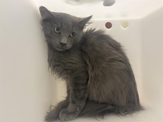 Shelter Stray Unknown Cat last seen Near BLOCK N 14TH ST, 3839 W Burnham St, West Milwaukee, WI 53215, USA
