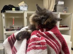 Shelter Stray Unknown Cat last seen Near BLOCK W COLDSPRING RD, 3839 W Burnham St, West Milwaukee, WI 53215, USA