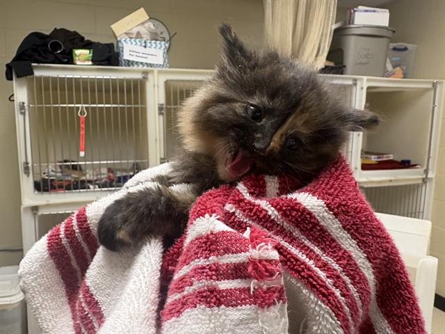 Shelter Stray Unknown Cat last seen Near BLOCK W COLDSPRING RD, 3839 W Burnham St, West Milwaukee, WI 53215, USA