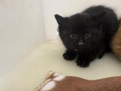 Shelter Stray Unknown Cat last seen Near BLOCK W COLDSPRING RD, 3839 W Burnham St, West Milwaukee, WI 53215, USA