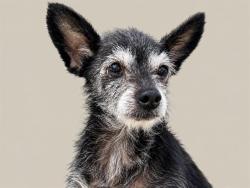Shelter Stray Female Dog last seen FENWAY & WRIGLEY, 11232 B Ave, Auburn, CA 95603, USA