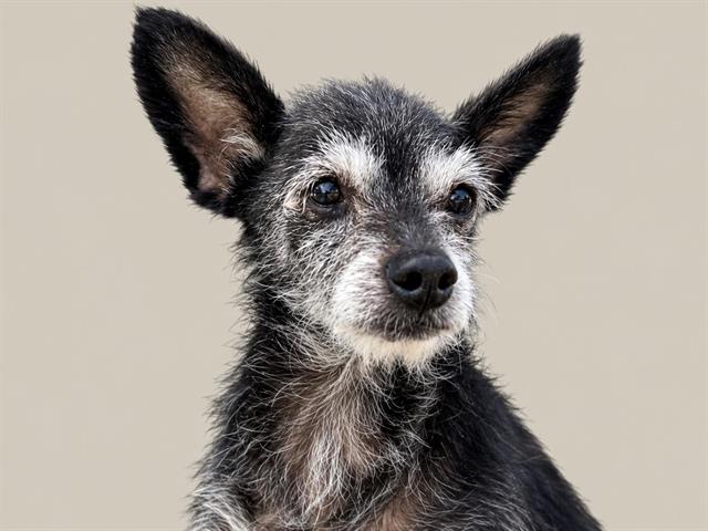 Shelter Stray Female Dog last seen FENWAY & WRIGLEY, 11232 B Ave, Auburn, CA 95603, USA