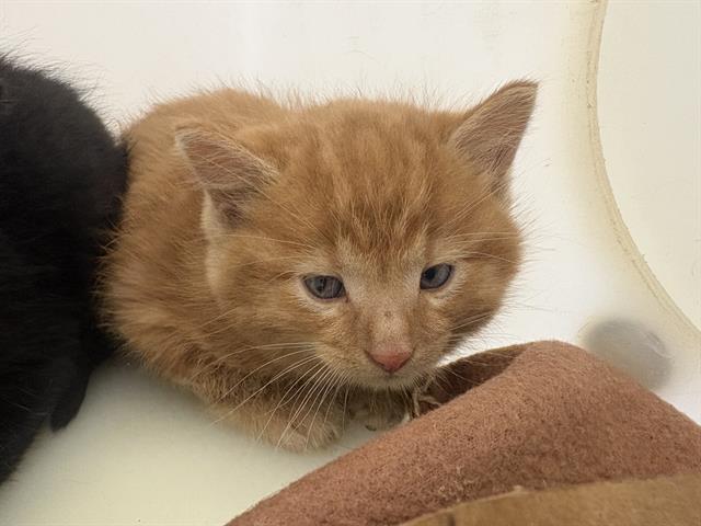 Shelter Stray Unknown Cat last seen Near BLOCK W COLDSPRING RD, 3839 W Burnham St, West Milwaukee, WI 53215, USA