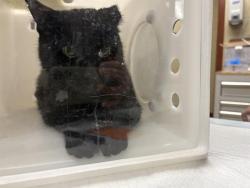 Shelter Stray Female Cat last seen Near BLOCK W WELLS ST, 3839 W Burnham St, West Milwaukee, WI 53215, USA
