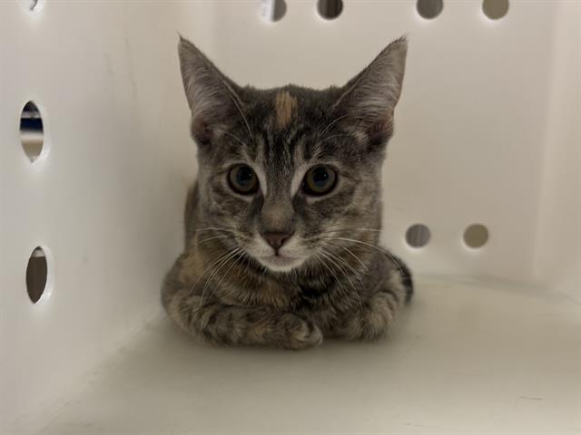 Shelter Stray Female Cat last seen Near BLOCK W WELLS ST, 3839 W Burnham St, West Milwaukee, WI 53215, USA