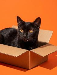 Shelter Stray Male Cat last seen Near BLOCK CLIMEING IVY TR, 2020 Forest St, Jacksonville, FL 32204, USA