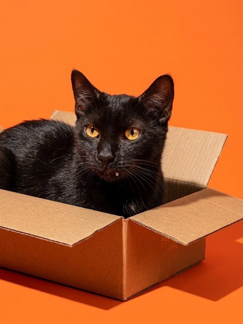 Shelter Stray Male Cat last seen Near BLOCK CLIMEING IVY TR, 2020 Forest St, Jacksonville, FL 32204, USA