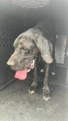 Shelter Stray Male Dog last seen , 4275 Elton St, Baldwin Park, CA 91706, USA