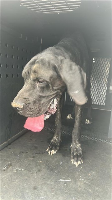 Shelter Stray Male Dog last seen , 4275 Elton St, Baldwin Park, CA 91706, USA