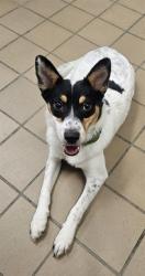 Shelter Stray Female Dog last seen , 31044 Charlie Canyon Rd, Castaic, CA 91384, USA