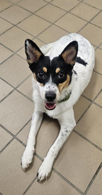 Shelter Stray Female Dog last seen , 31044 Charlie Canyon Rd, Castaic, CA 91384, USA