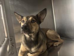 Shelter Stray Female Dog last seen , 957 N Gaffey St, San Pedro, CA 90731, USA