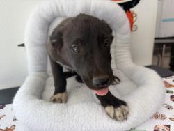 Shelter Stray Male Dog last seen , 957 N Gaffey St, San Pedro, CA 90731, USA