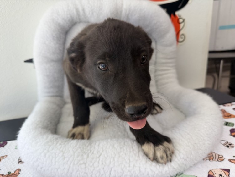 Shelter Stray Male Dog last seen , 957 N Gaffey St, San Pedro, CA 90731, USA