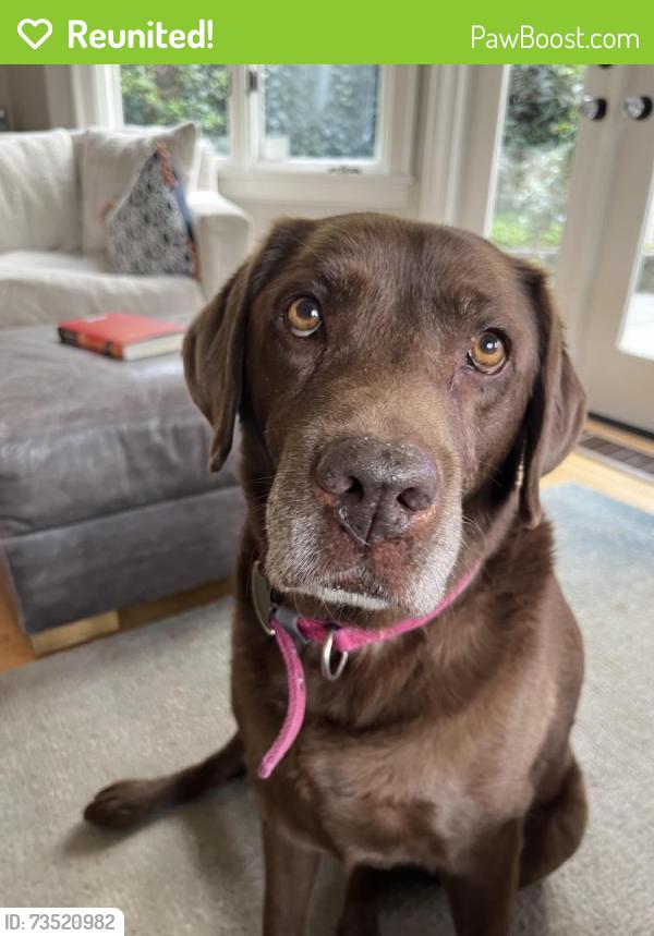 Reunited Female Dog last seen Near Peach Ct E, Seattle, WA 98112, USA, Seattle, WA 98112