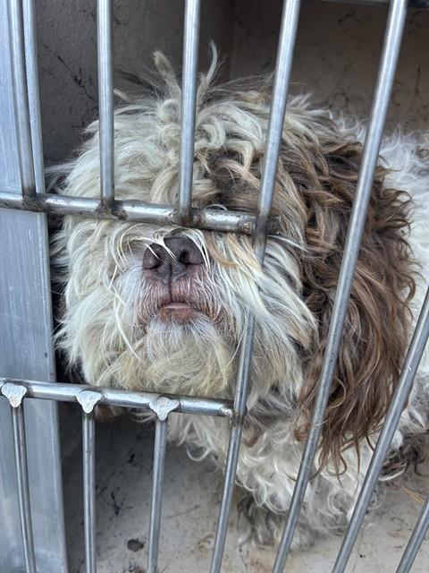Shelter Stray Unknown Dog last seen Near, 5001 E Raymond St, Indianapolis, IN 46203, USA