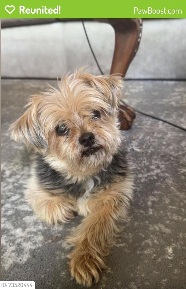 Reunited Male Dog last seen Windham Pkwy & Cabot Ct, Prospect, KY 40059