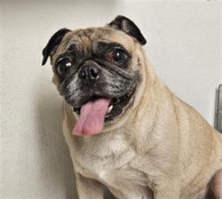 Shelter Stray Female Dog last seen Near BLOCK LAMONT AVE, LAMONT CA 93241, 3951 Fruitvale Ave, Bakersfield, CA 93308, USA