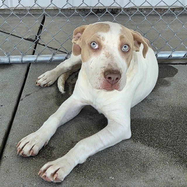 Shelter Stray Female Dog last seen Near BLOCK UNIVERSITY AVE, BAKERSFIELD CA 93306, 3951 Fruitvale Ave, Bakersfield, CA 93308, USA