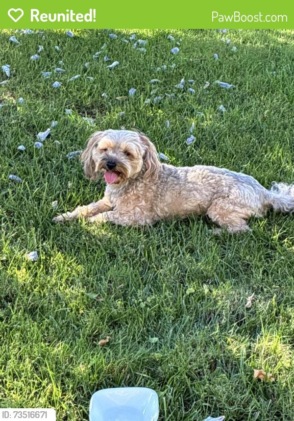 Reunited Male Dog last seen Washington, Santa Ana, CA 92706