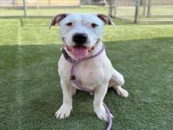 Shelter Stray Male Dog last seen , 3201 Lacy St, Los Angeles, CA 90031, USA