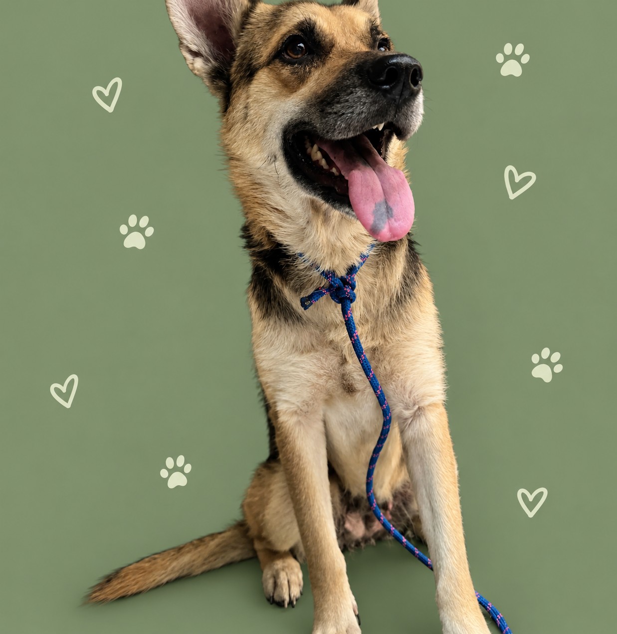 Shelter Stray Female Dog last seen , 3201 Lacy St, Los Angeles, CA 90031, USA