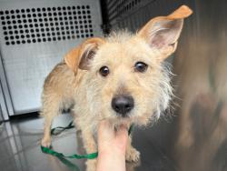 Shelter Stray Male Dog last seen Near BLOCK S KYRENE RD, 1920 S Lewis, Mesa, AZ 85210, USA