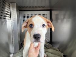 Shelter Stray Female Dog last seen PRIEST DR AND ELLIOT RD, 1920 S Lewis, Mesa, AZ 85210, USA