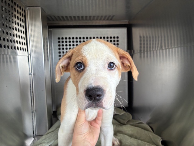 Shelter Stray Female Dog last seen PRIEST DR AND ELLIOT RD, 1920 S Lewis, Mesa, AZ 85210, USA