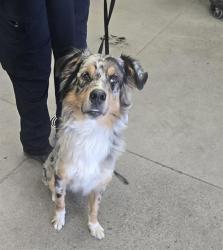 Shelter Stray Male Dog last seen ALMA SCHOOL RD AND UNIVERSITY DR, 1920 S Lewis, Mesa, AZ 85210, USA