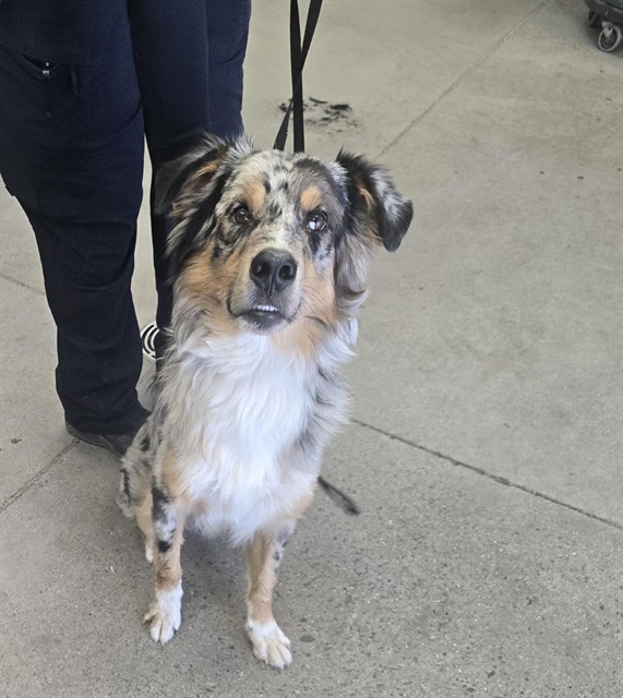 Shelter Stray Male Dog last seen ALMA SCHOOL RD AND UNIVERSITY DR, 1920 S Lewis, Mesa, AZ 85210, USA