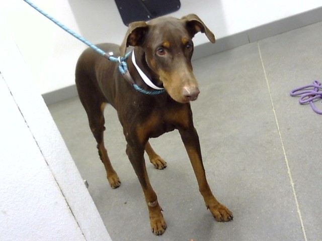 Shelter Stray Female Dog last seen 91ST AVE AND INDIAN SCHOOL RD, 1920 S Lewis, Mesa, AZ 85210, USA