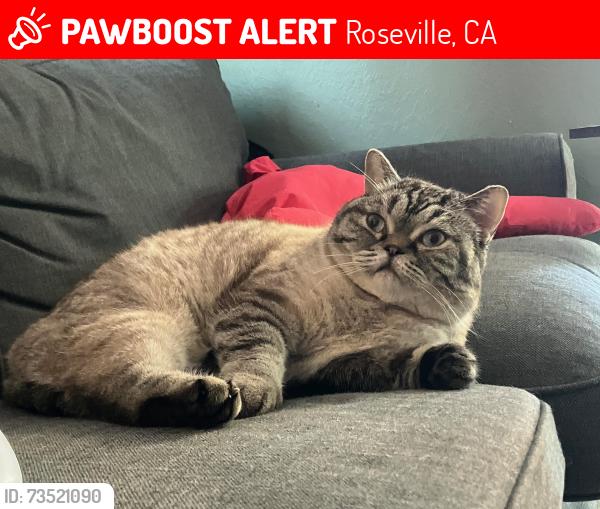 Lost Male Cat last seen Near Sierra College Blvd, Roseville, CA 95661