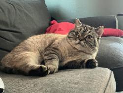 Lost Male Cat last seen Near Sierra College Blvd, Roseville, CA 95661