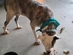 Reunited Male Dog last seen Rockcreek Parkway and Colonial Towers, Memphis, TN 38016