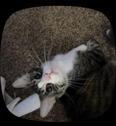 Reunited Male Cat last seen spring fork drive, Spring, TX 77373